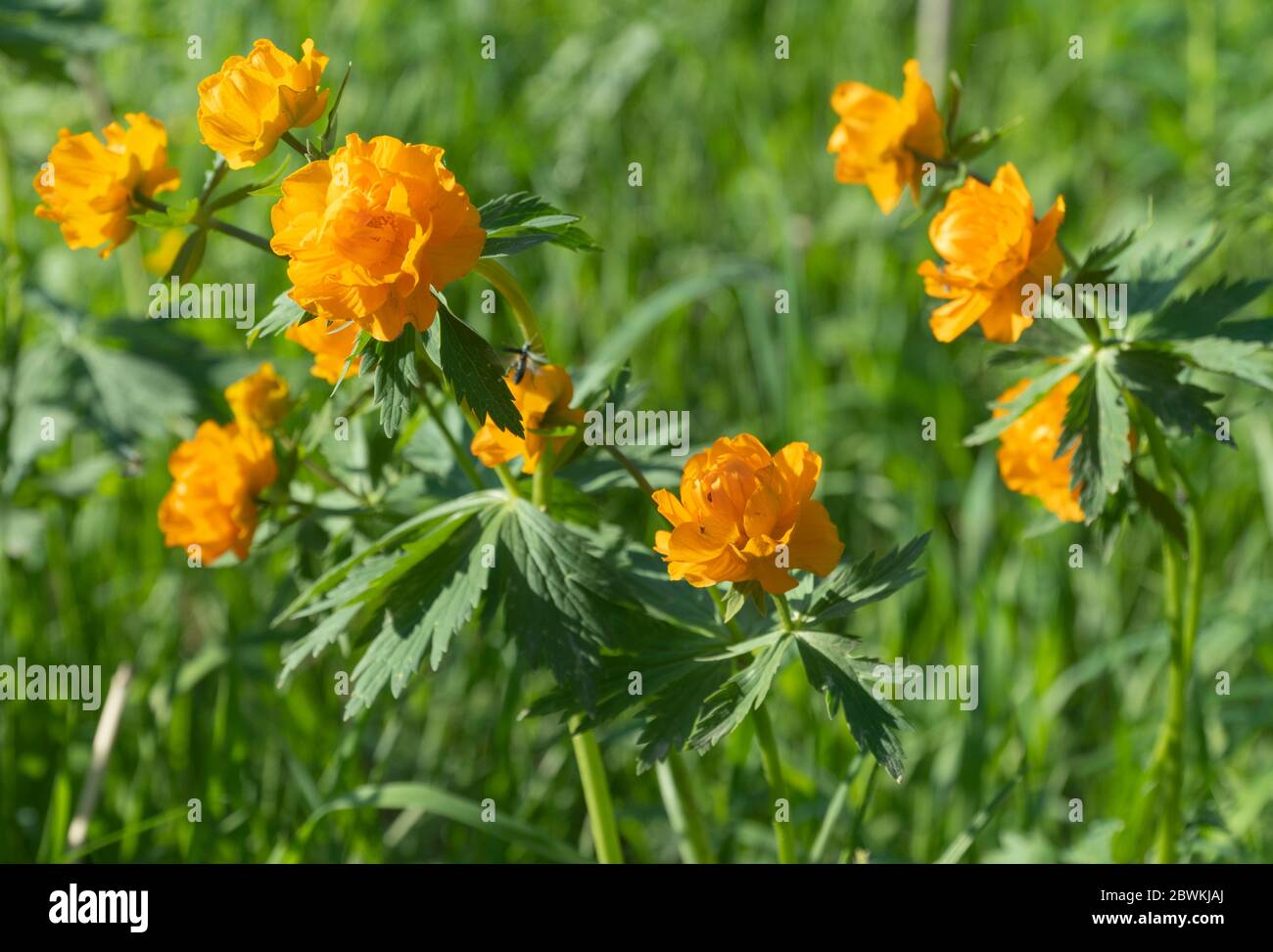 Trollius europaeus, bright flowers in the green grass.  Stock Photo