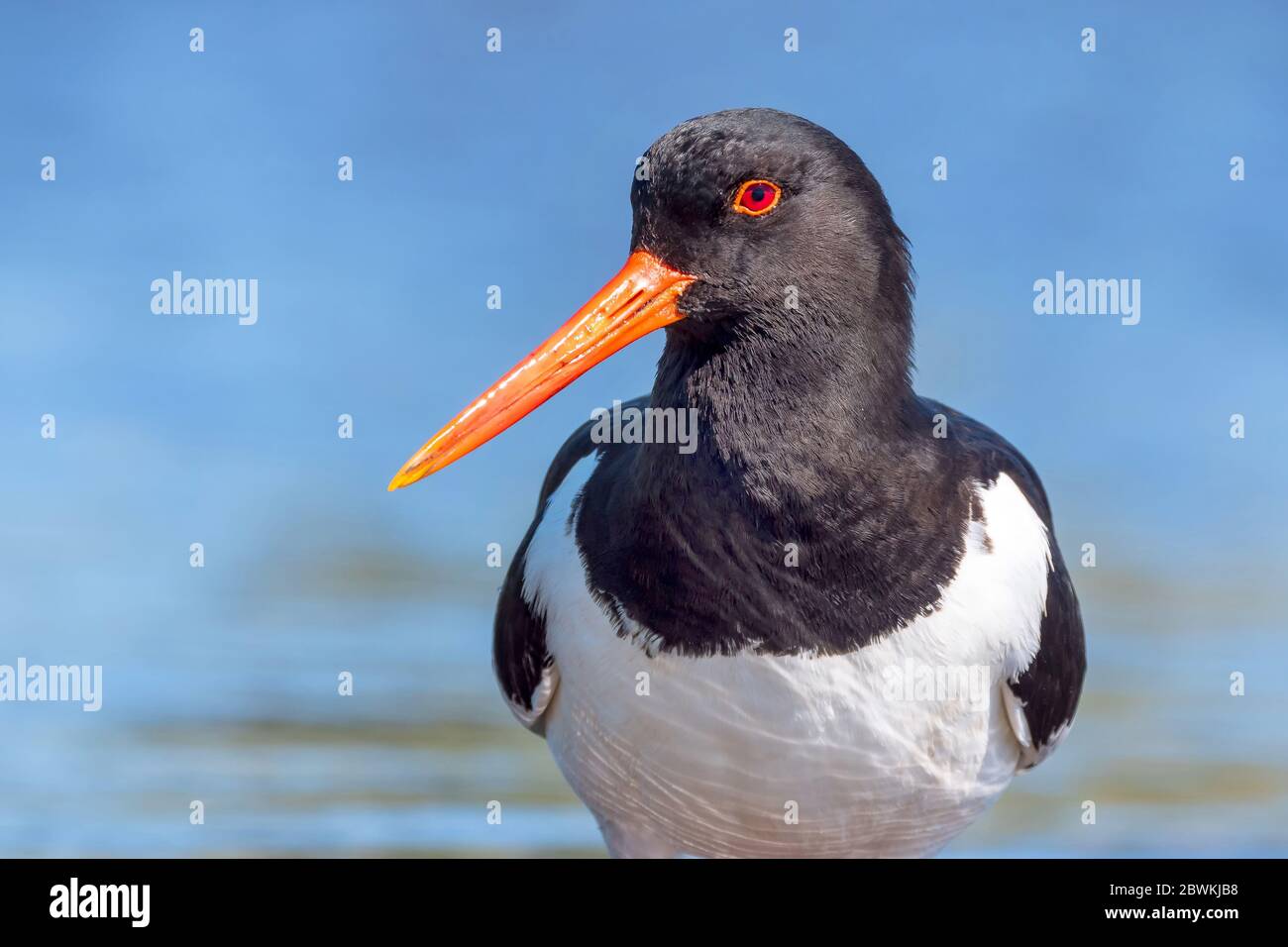 palaearctic oystercatcher (Haematopus ostralegus), in front of blue water, Netherlands, Northern Netherlands, Katwoude Stock Photo