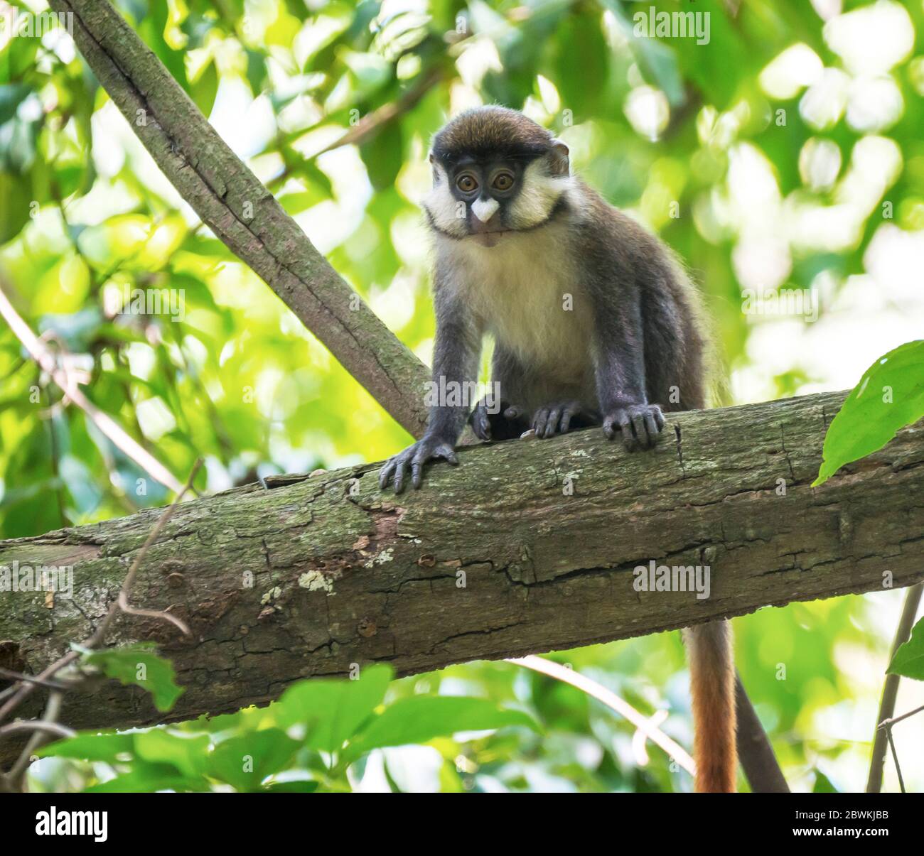 black-cheeked white-nosed monkey, Schmidt's guenon, red-tailed monkey (Cercopithecus ascanius), perched in tree in African woodland, Netherlands, Drenthe Stock Photo