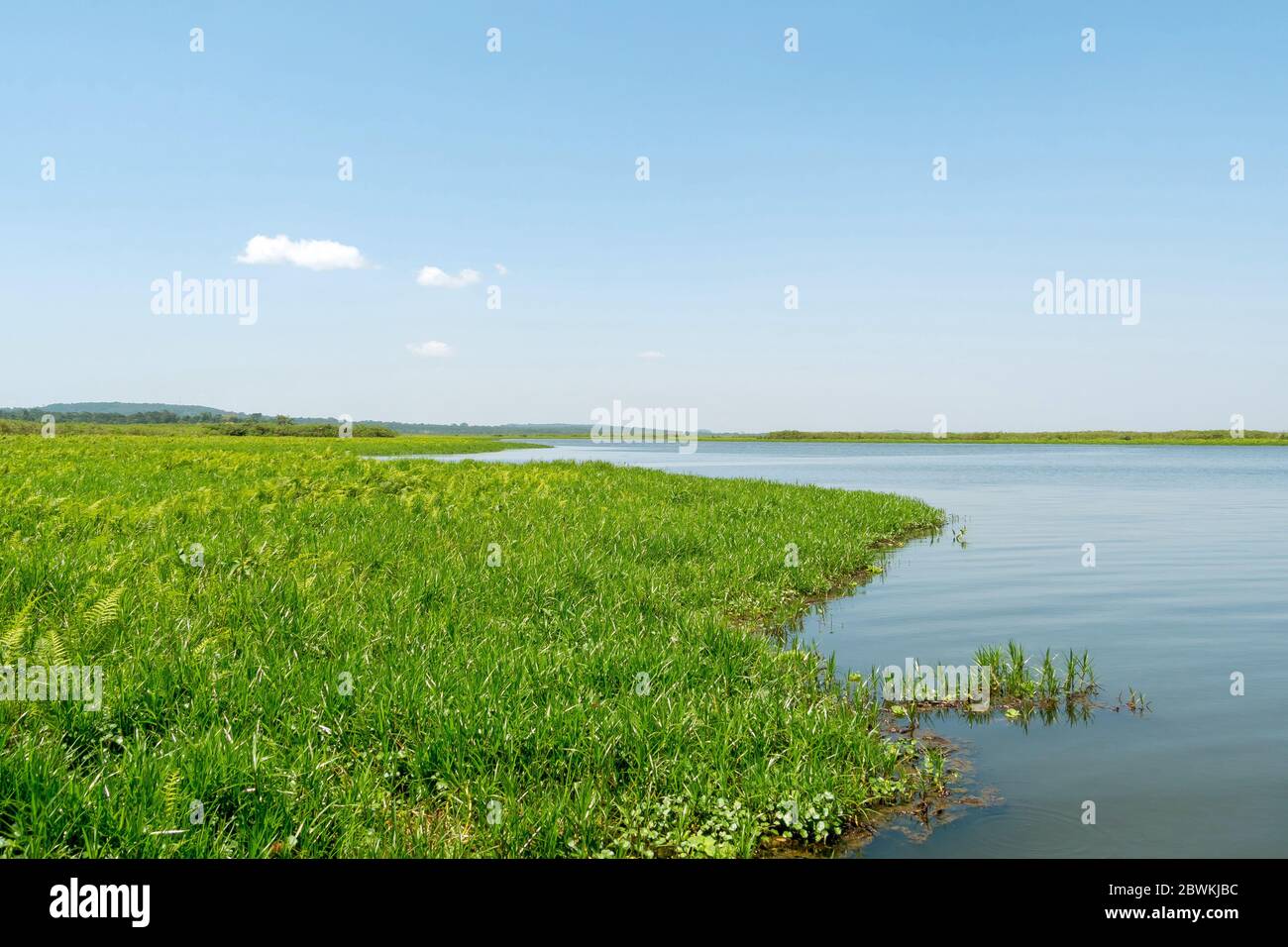 Landscape Mabamba Swamp in Uganda, Uganda Stock Photo