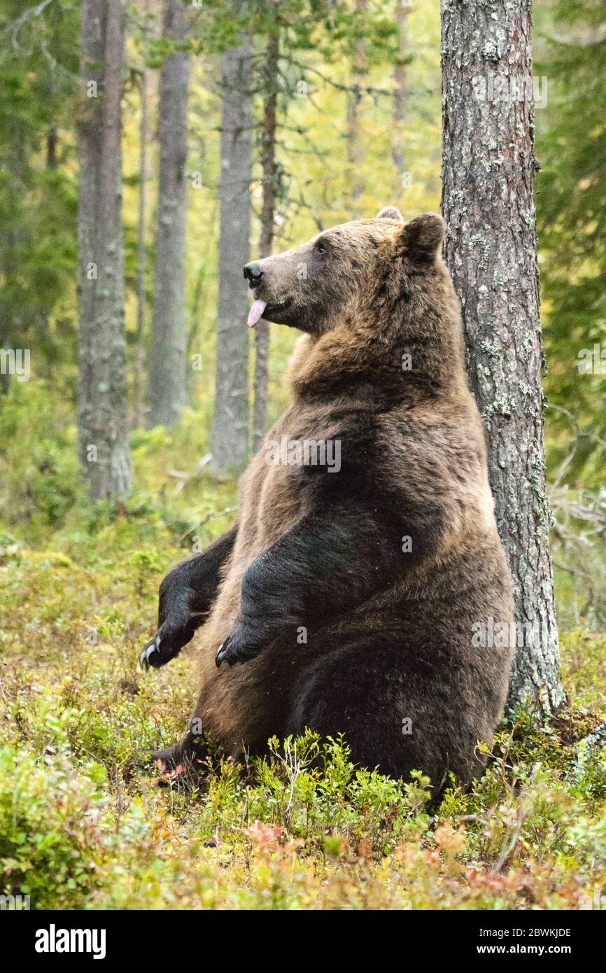 Bears scratching hires stock photography and images Alamy