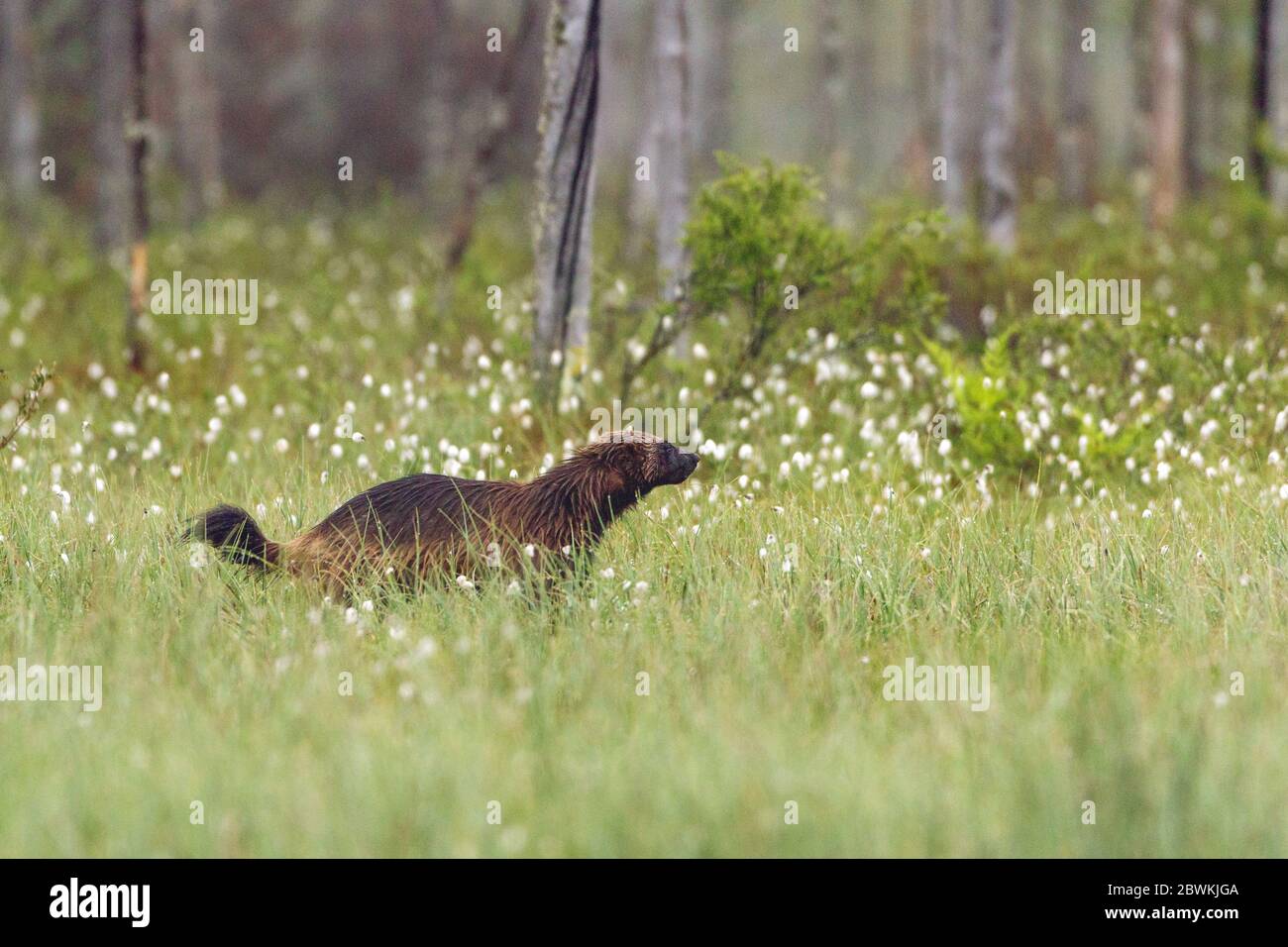 wolverine (Gulo gulo), between cotton-grasses, Finland, Karelia Stock Photo