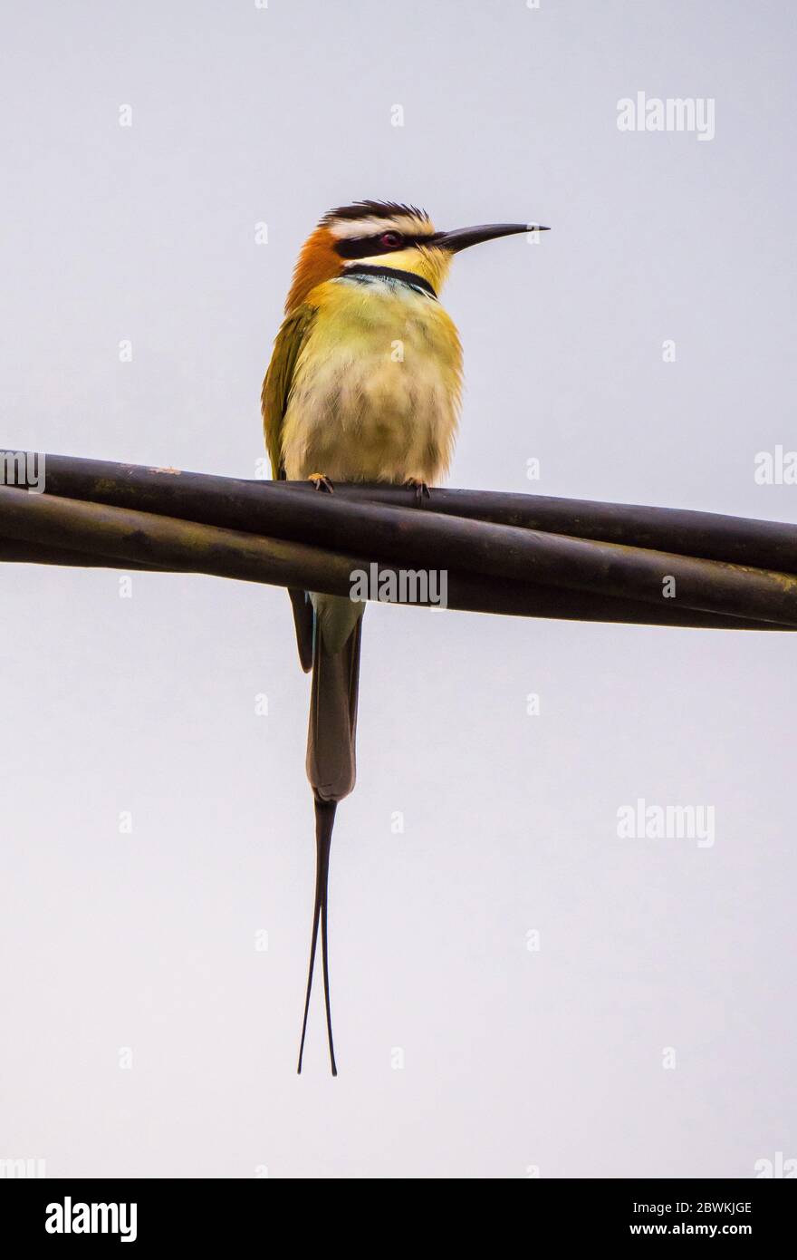 Abyssinian roller, Lilac-breasted roller (Coracias abyssinica, Coracias abyssinicus), perched on electricity wire, Gambia, Tendaba Stock Photo