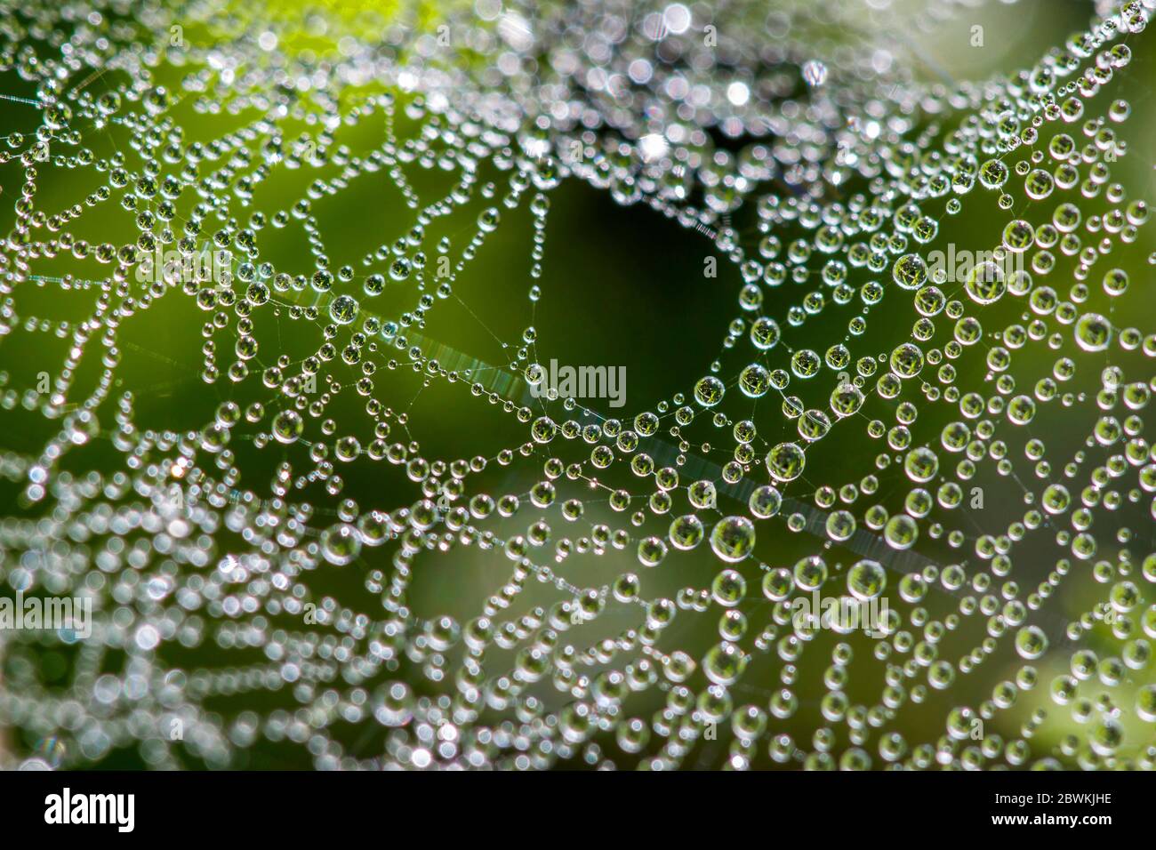 spider web with dewdrops, Germany Stock Photo