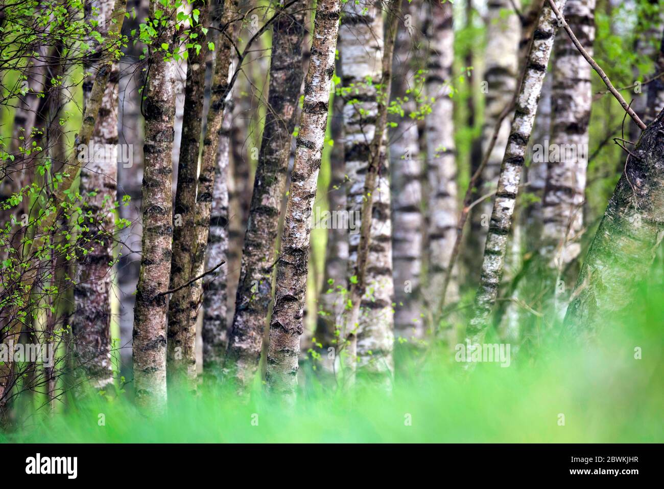 common birch, silver birch, European white birch, white birch (Betula pendula, Betula alba), birch forest, Germany, Schleswig-Holstein Stock Photo