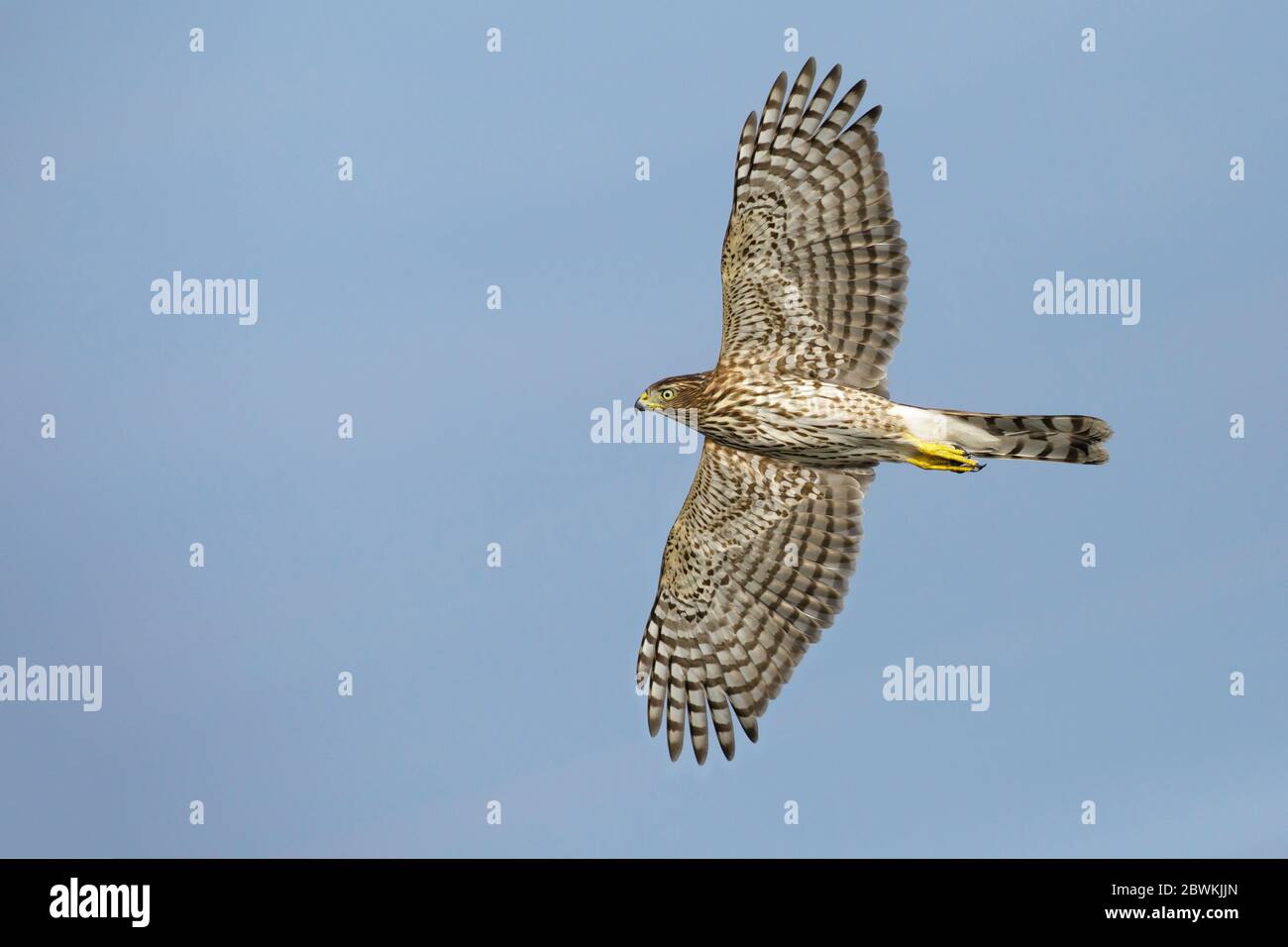 Cooper's hawk (Accipiter cooperii), in flight, USA, Texas, Chambers