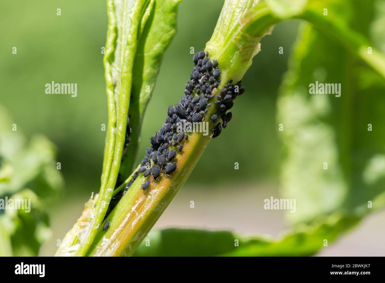 Colony of parasites on the branch of a plant. Malva Sylvestris stem with Brachycaudus Malvae Stock Photo