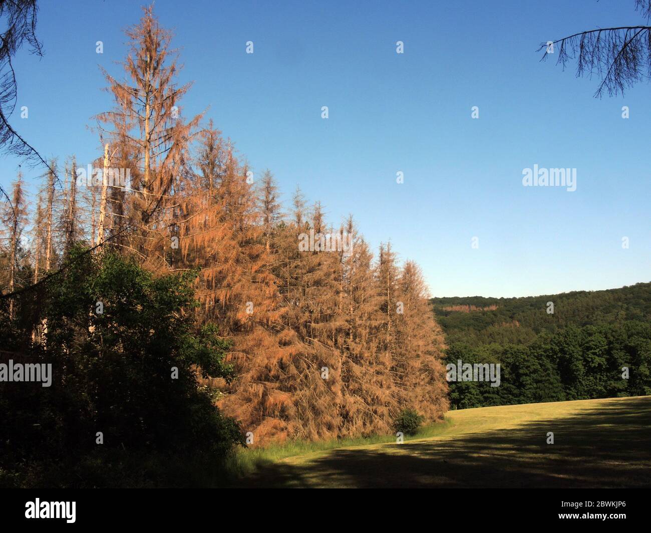 Norway spruce (Picea abies), dead spruce forest caused by dryness and bark beetle, Germany, North Rhine-Westphalia, Bergisches Land Stock Photo