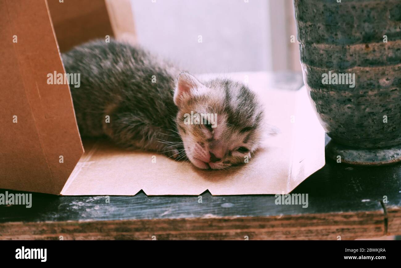 Cute newborn kitten lay down in paper gift box, close up baby cat with grey feather looking so pretty Stock Photo