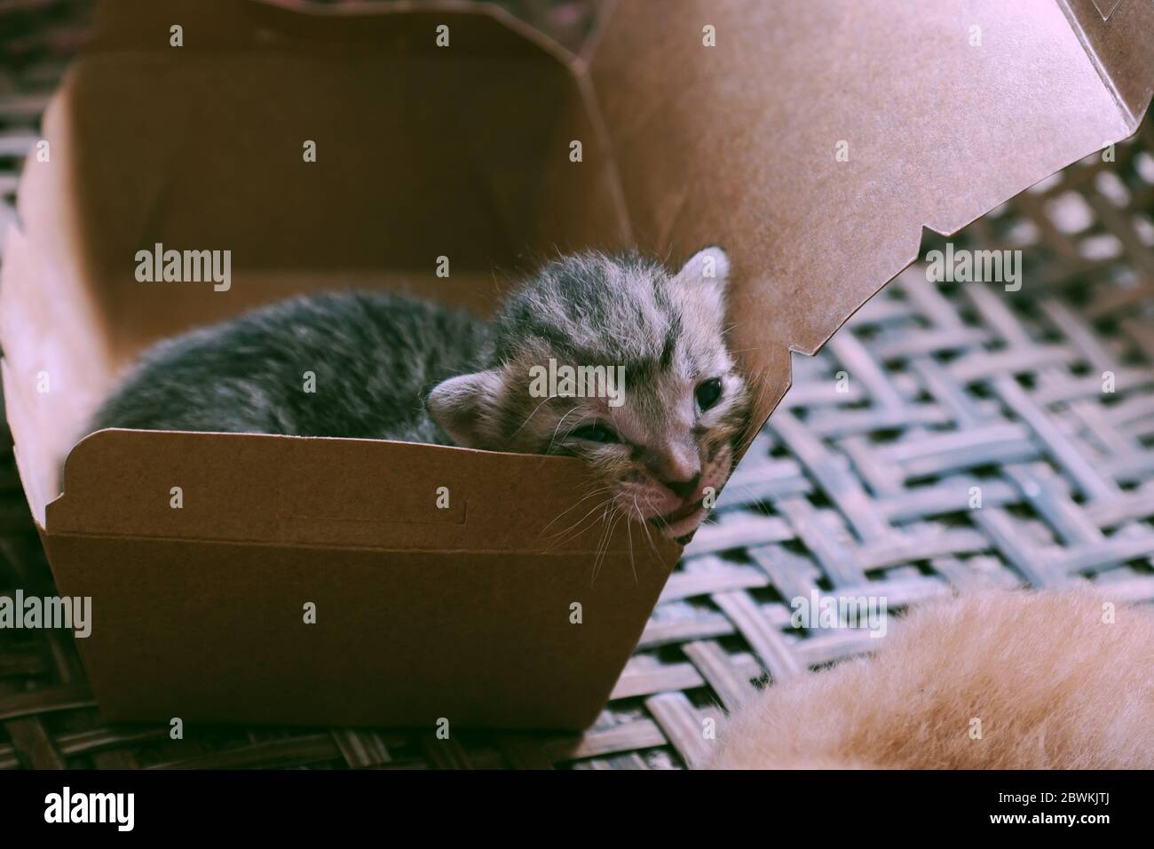 Cute newborn kitten lay down in paper gift box, close up baby cat with grey feather looking so pretty Stock Photo