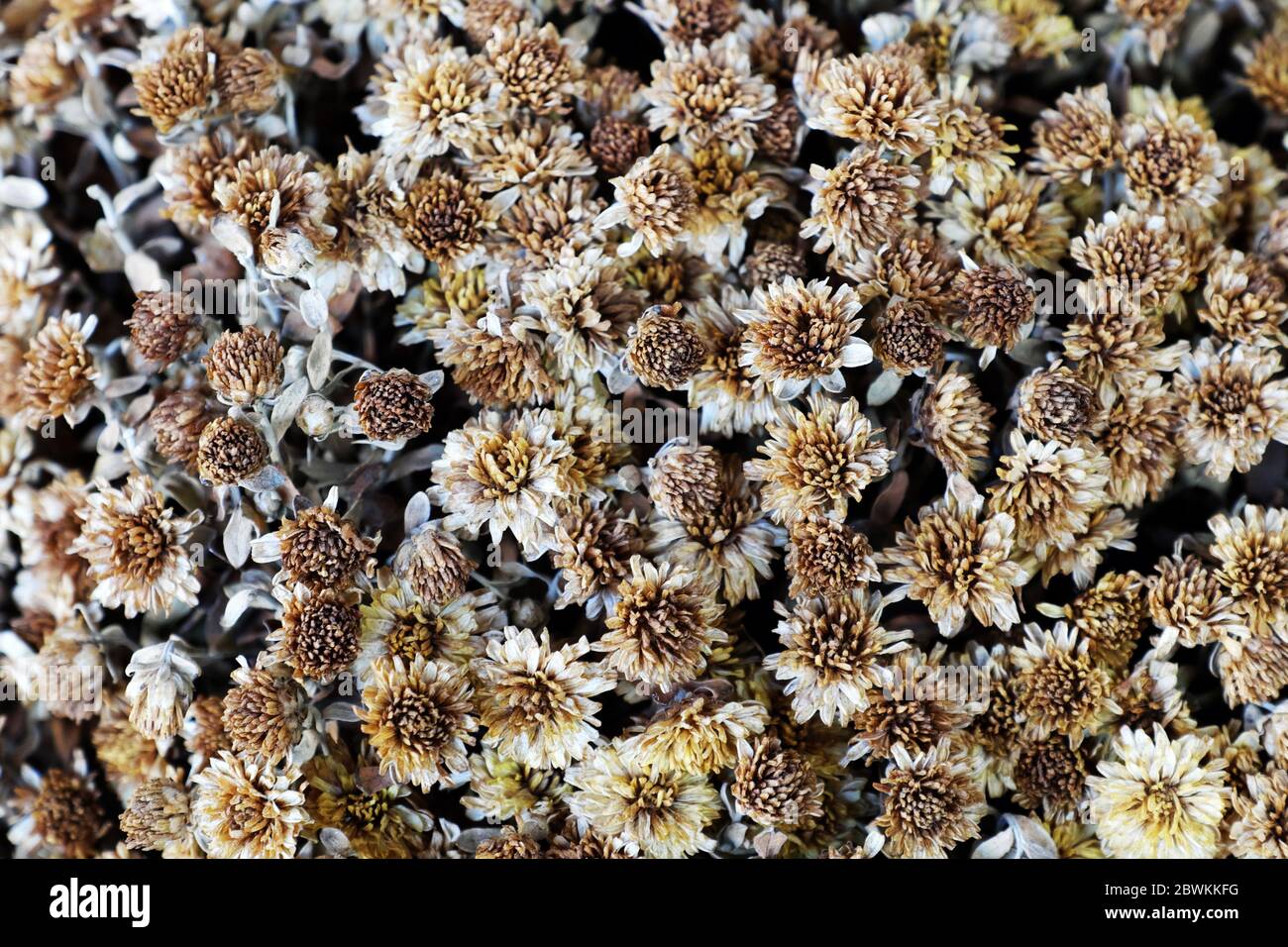 Dried tiny daisy flower background, flower pot after tet holiday