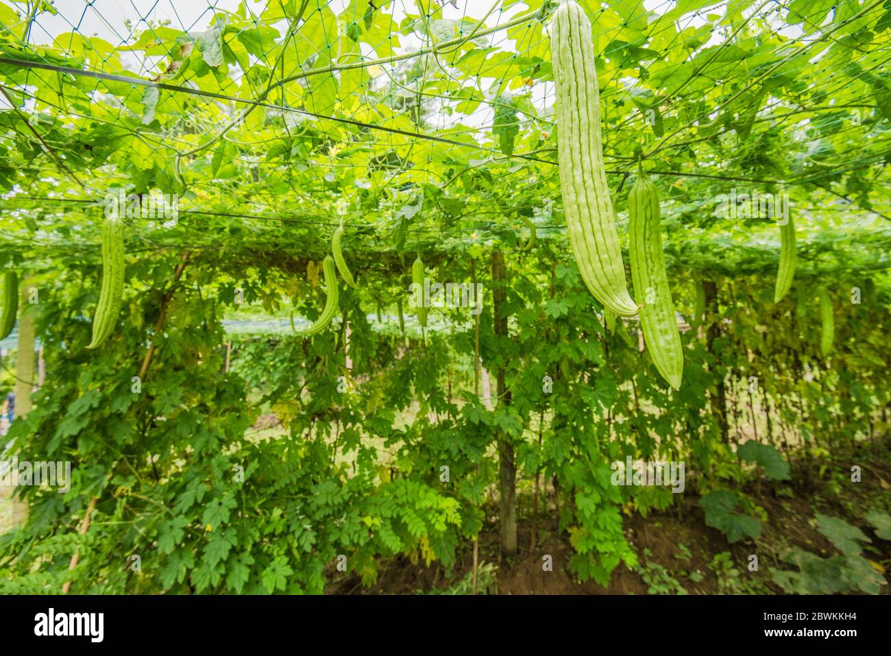 Greenhouse of Bitter gourd Stock Photo Alamy