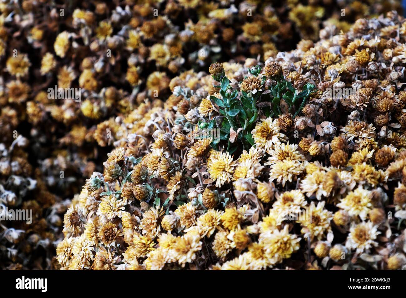 Dried tiny daisy flower background, flower pot after tet holiday
