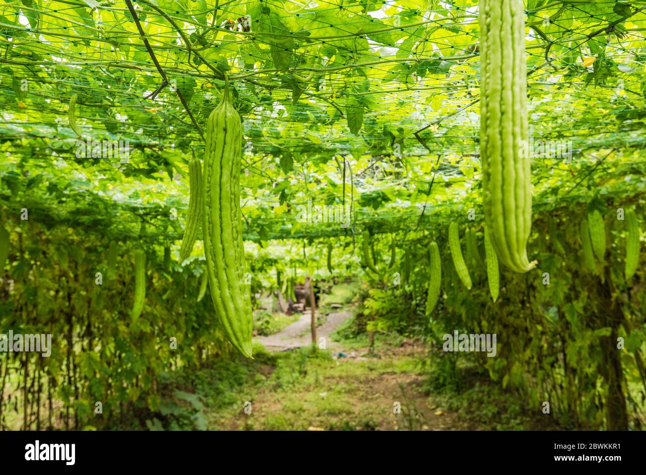 Greenhouse of Bitter gourd Stock Photo Alamy