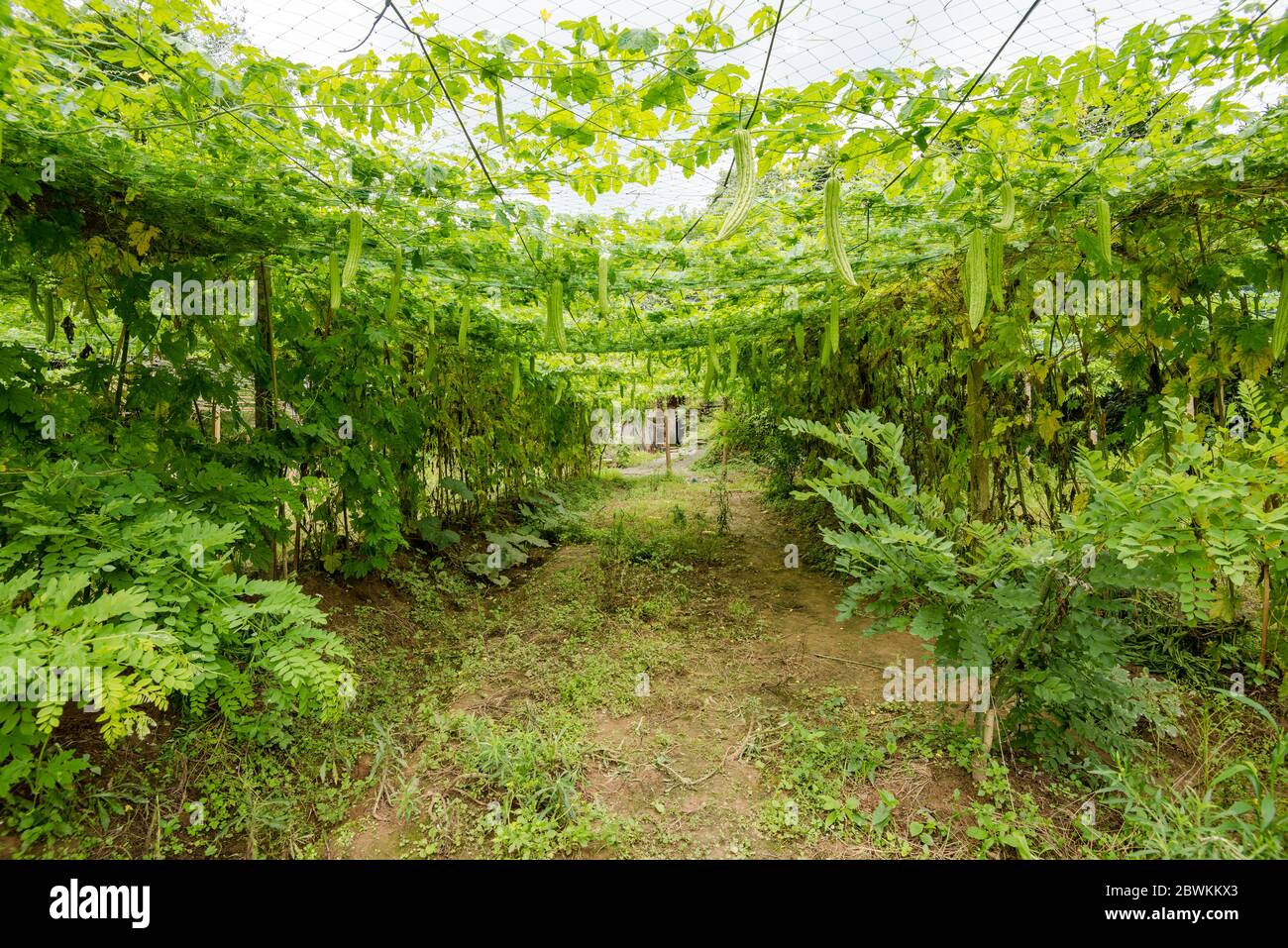 Greenhouse of Bitter gourd Stock Photo Alamy