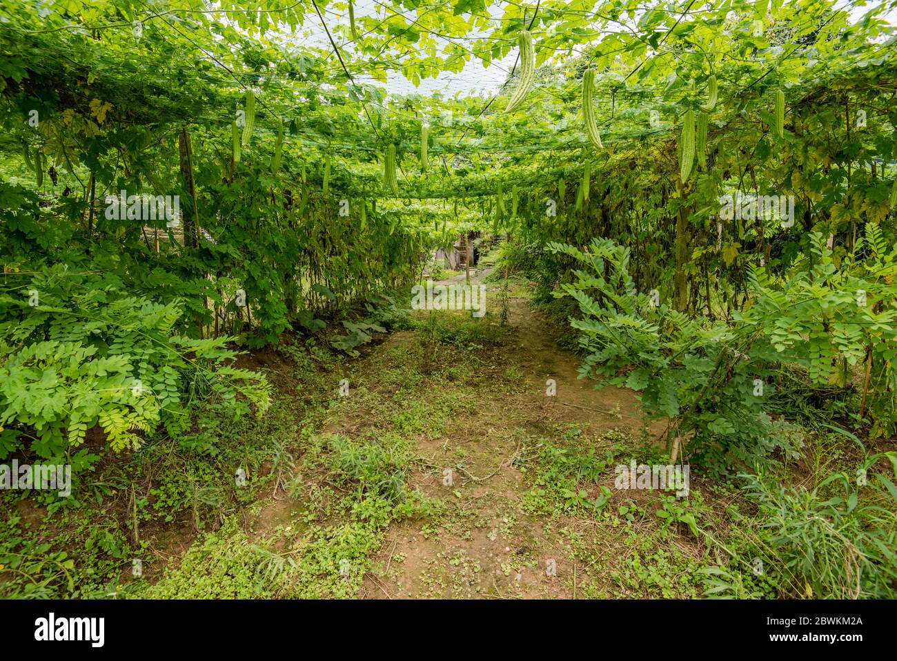 Greenhouse of Bitter gourd Stock Photo Alamy