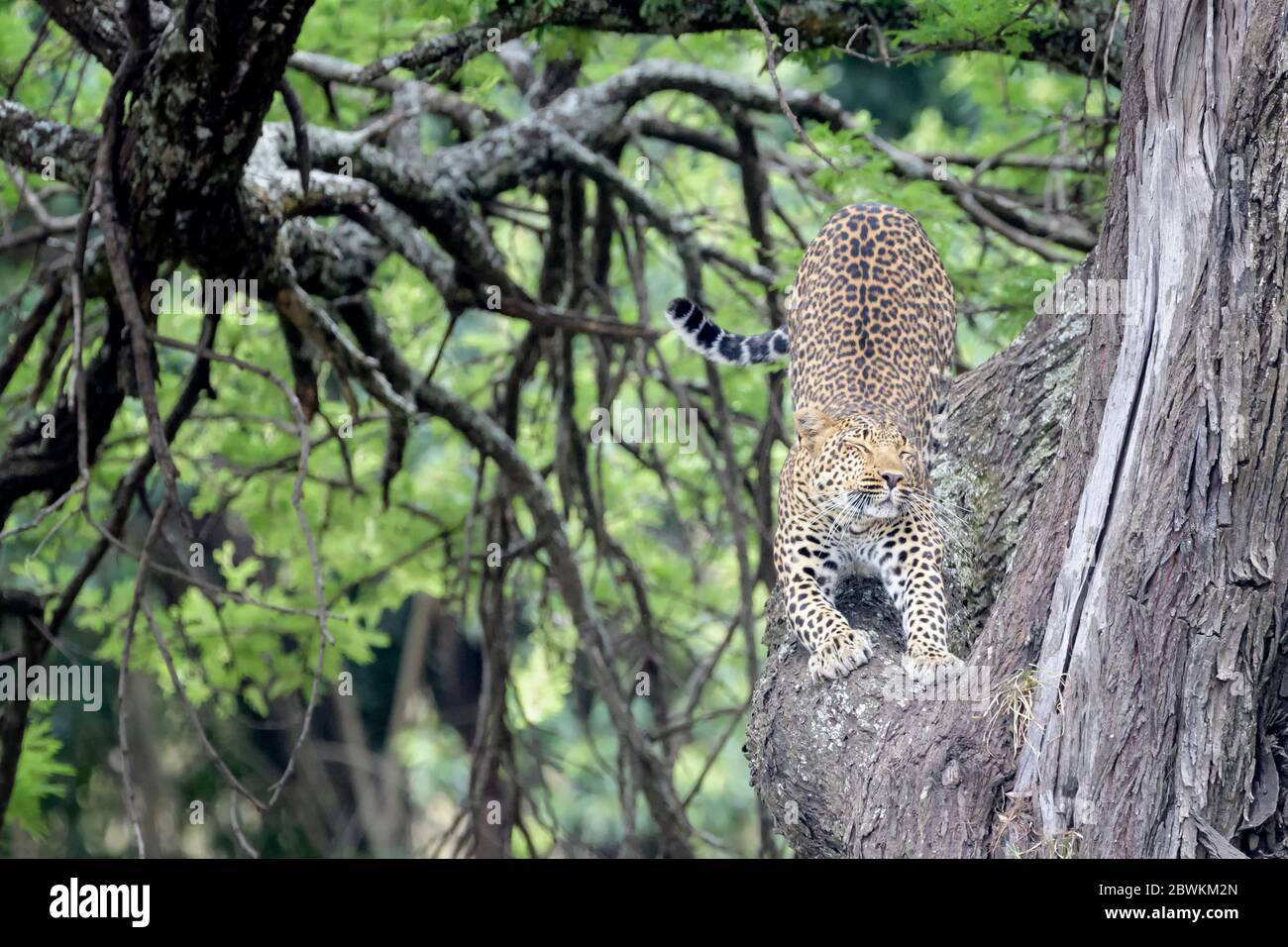 Leopard camouflage in tree hi-res stock photography and images - Alamy
