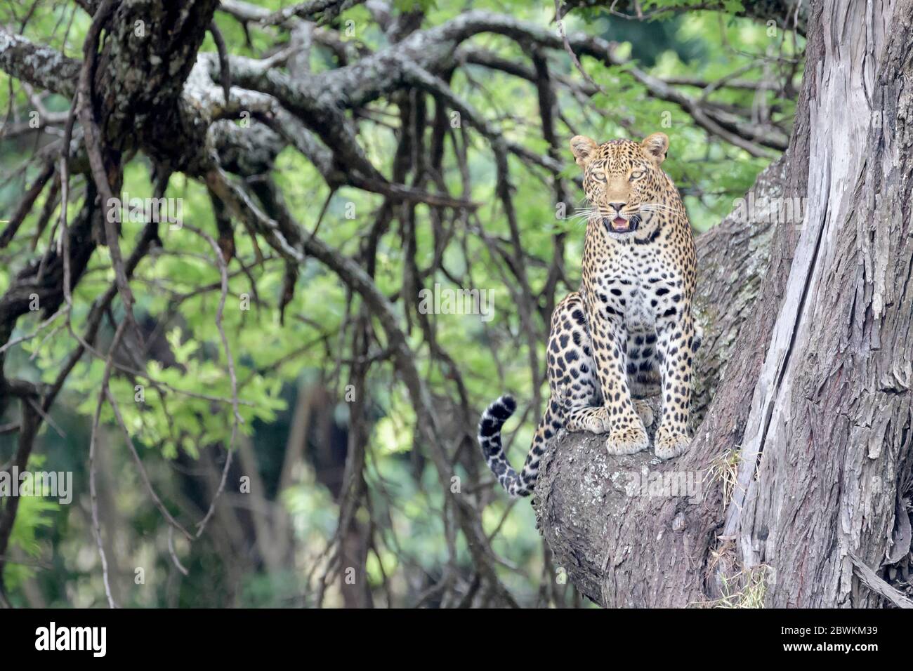 Leopard (Panthera pardus) sitting in tree, looking at camera, Serengeti national park, Tanzania Stock Photo