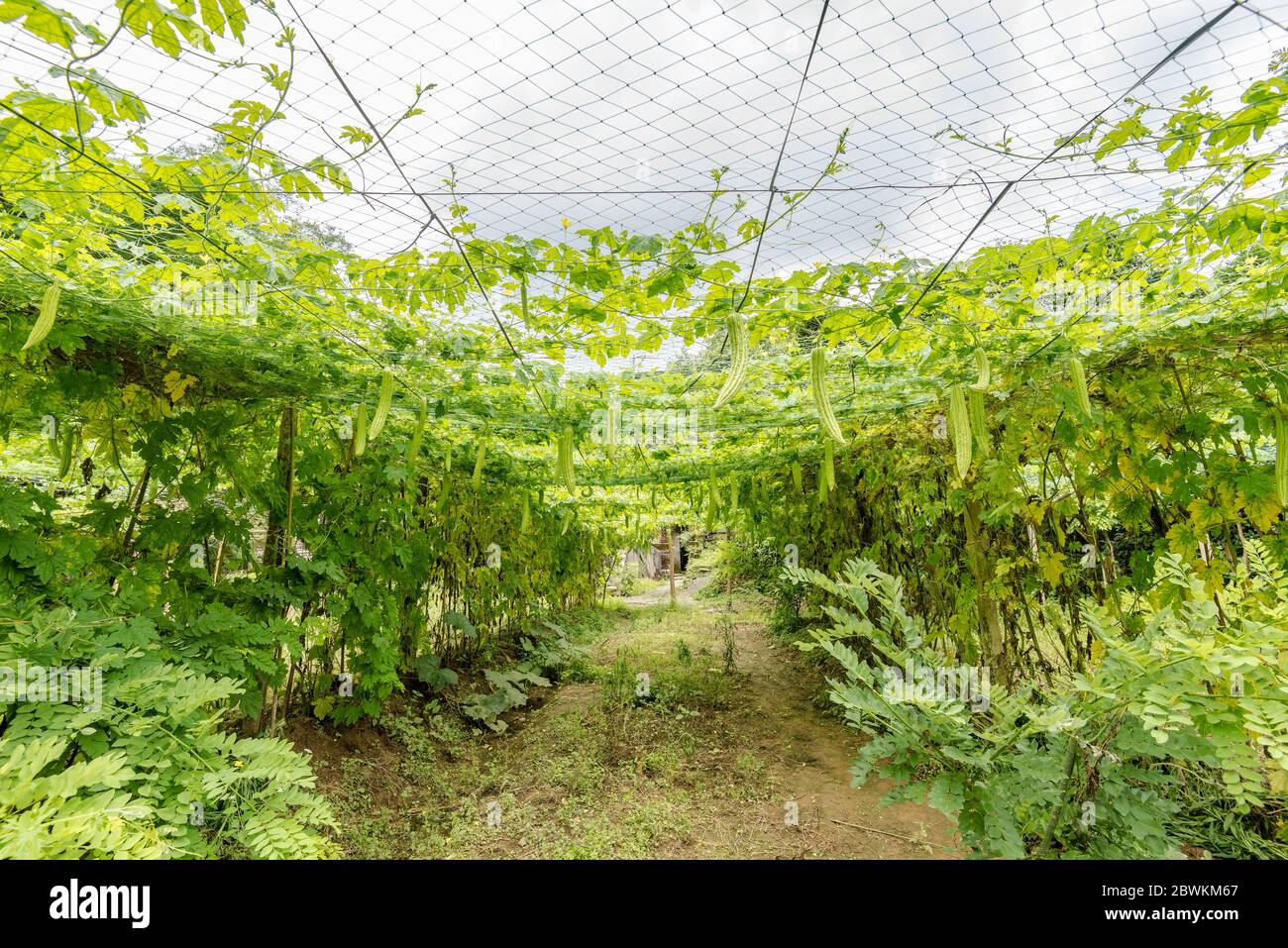 Greenhouse of Bitter gourd Stock Photo Alamy