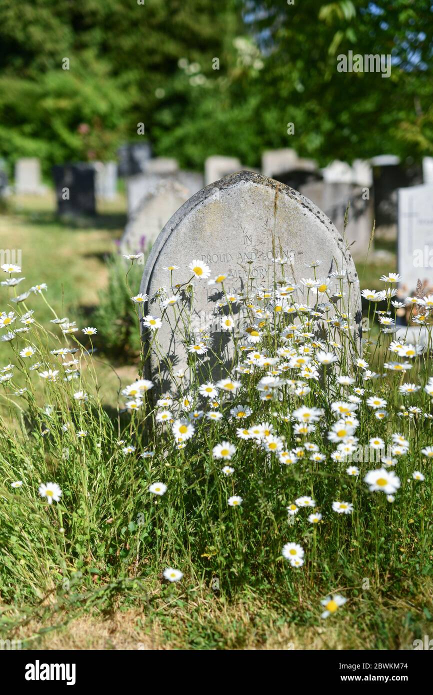 Gravestones covered in wildflowers Stock Photo Alamy
