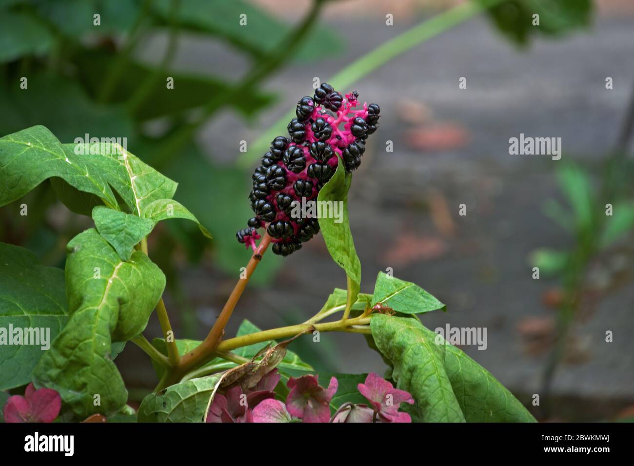 Phytolacca decandra - Kermesberry. Kermesberries are native to South America Stock Photo