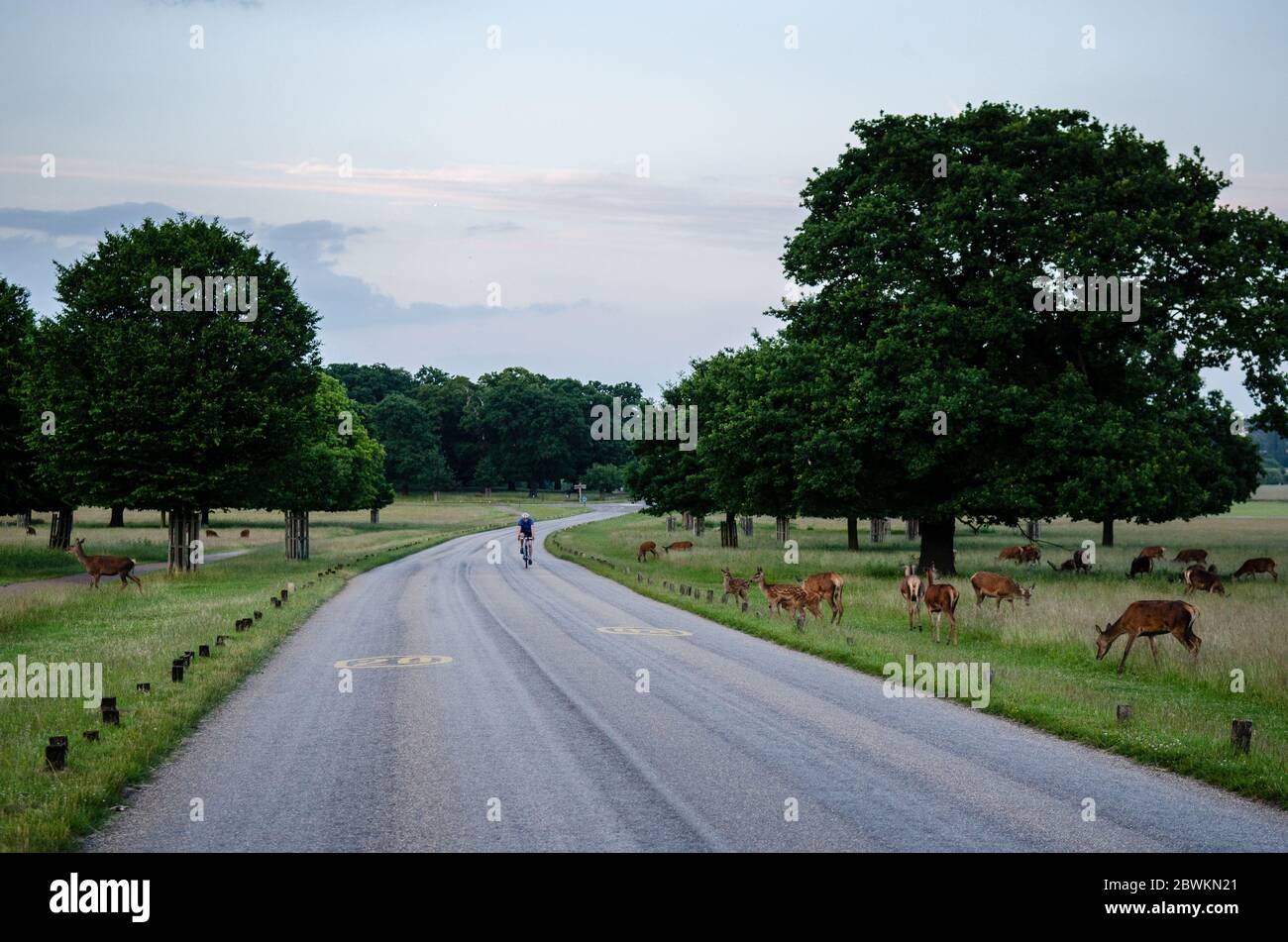 London, England, UK - July 1, 2013: A cyclist rides past a herd of grazing deer in Richmond Park in southwest London. Stock Photo