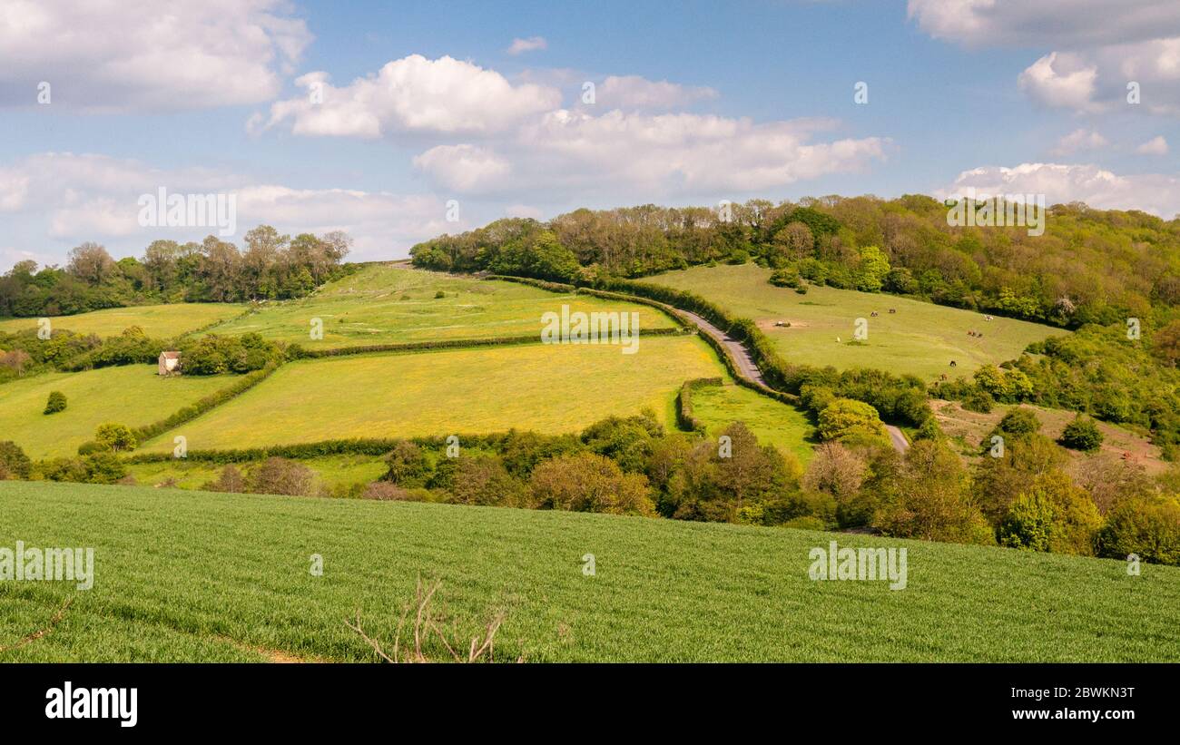 A narrow country lane runs past farmland fields and woodland near Wellow in north east Somerset, England. Stock Photo