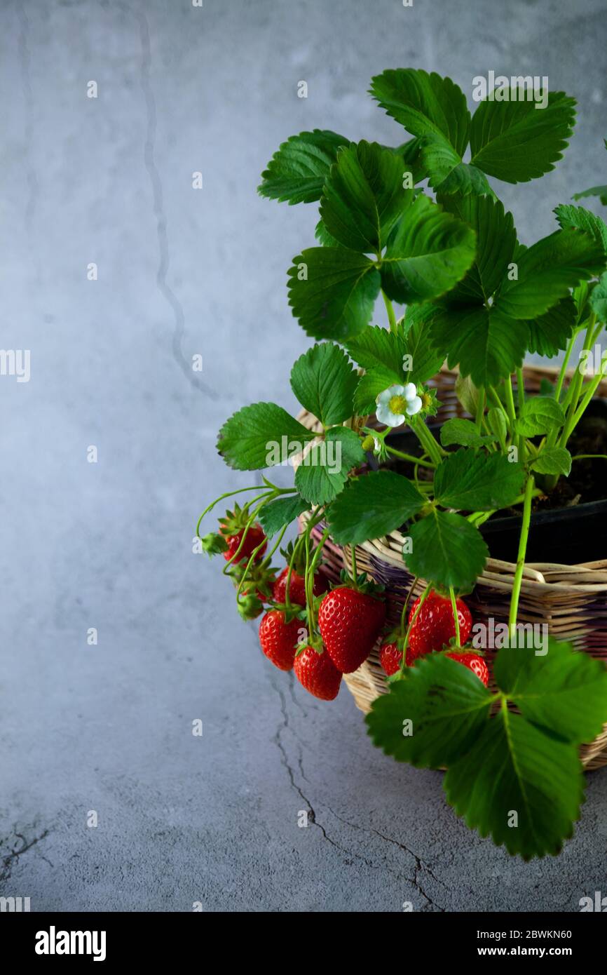 Strawberry bush in a basket on a gray concrete table. lace for text. Grow strawberry crop. Red berry strawberry, leaves, flower. Grow at home in a pot Stock Photo