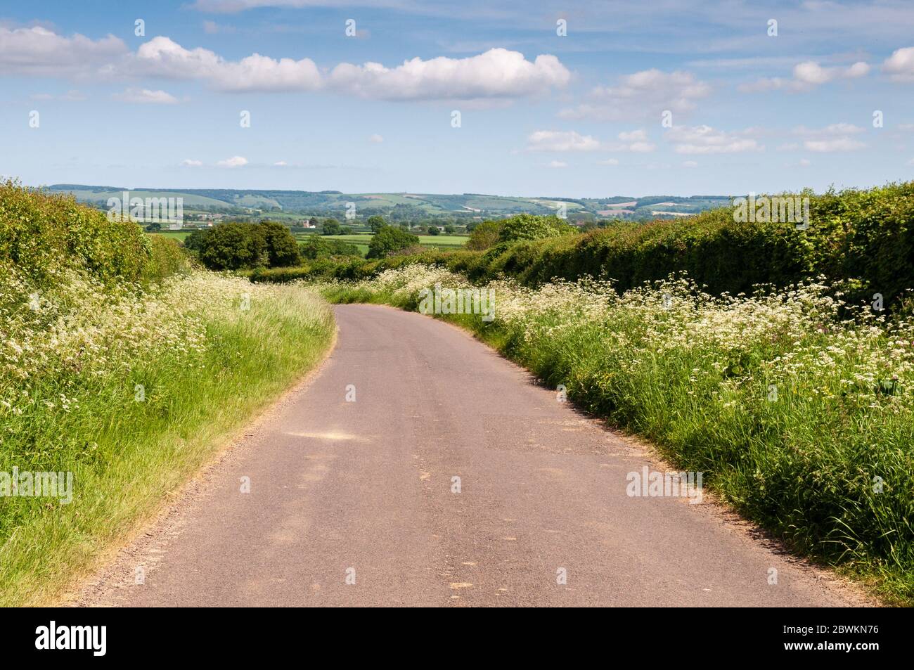 Wildflowers grow tall on the green verges of a country lane in Dorset's agricultural Blackmore Vale. Stock Photo