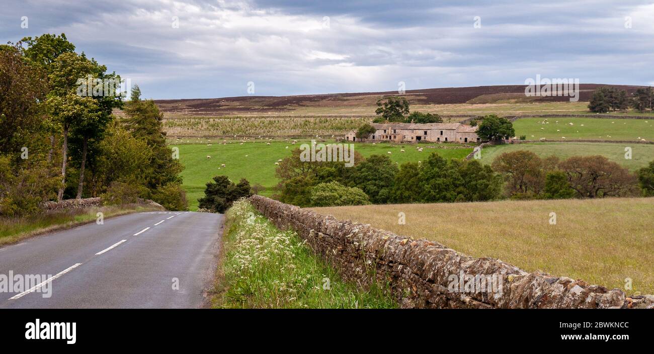 A large complex of old stone barns stands partially ruined in sheep pasture fields in the Derwent Valley under the moorland of the North Pennines hill Stock Photo