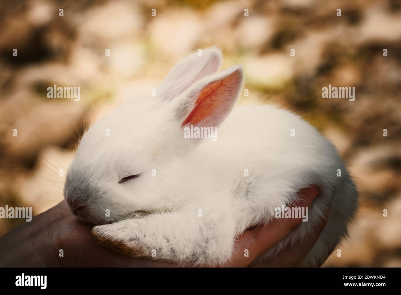 sleepy baby bunny