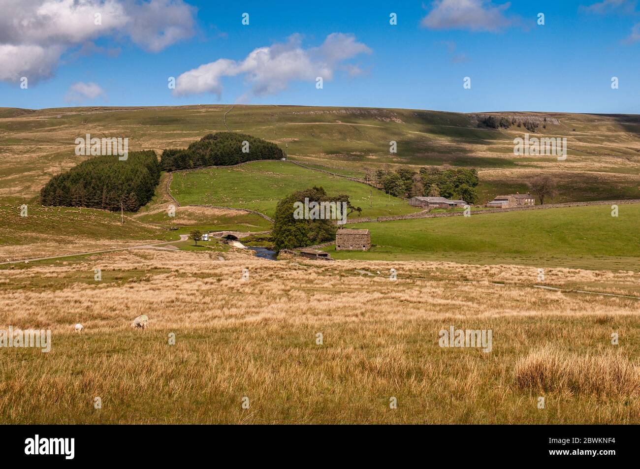 Traditional farm barns stand on sheep pastures beside the River Ure close to the head of Wensleydale valley under the hills of the Yorkshire Dales. Stock Photo