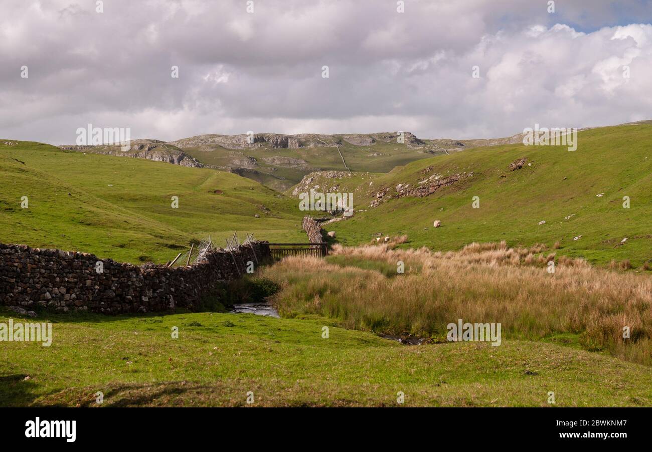 Sheep graze on moorland pastures beside the Scaleber Beck stream under the limestone karst hills of Langcliffe Scar above Settle in England's Yorkshir Stock Photo
