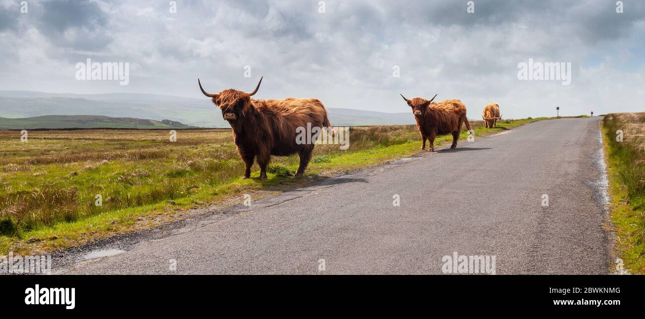 Highland cows graze on rough moorland pastures beside a country lane near Malham in England's Yorkshire Dales. Stock Photo