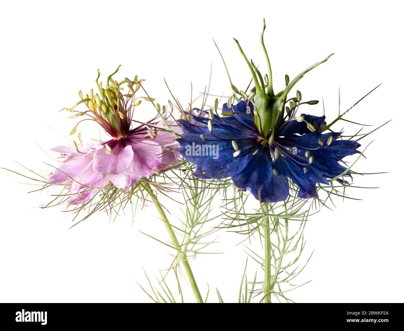 Mixed pink and blue group of the hardy annual Love in the Mist, Nigella damascena, on a white background Stock Photo