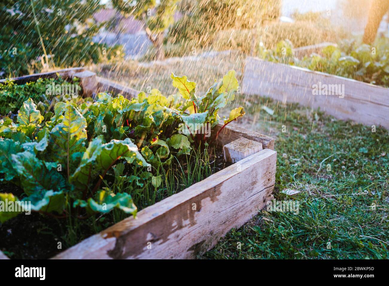Watering vegetables in raised bed Stock Photo Alamy