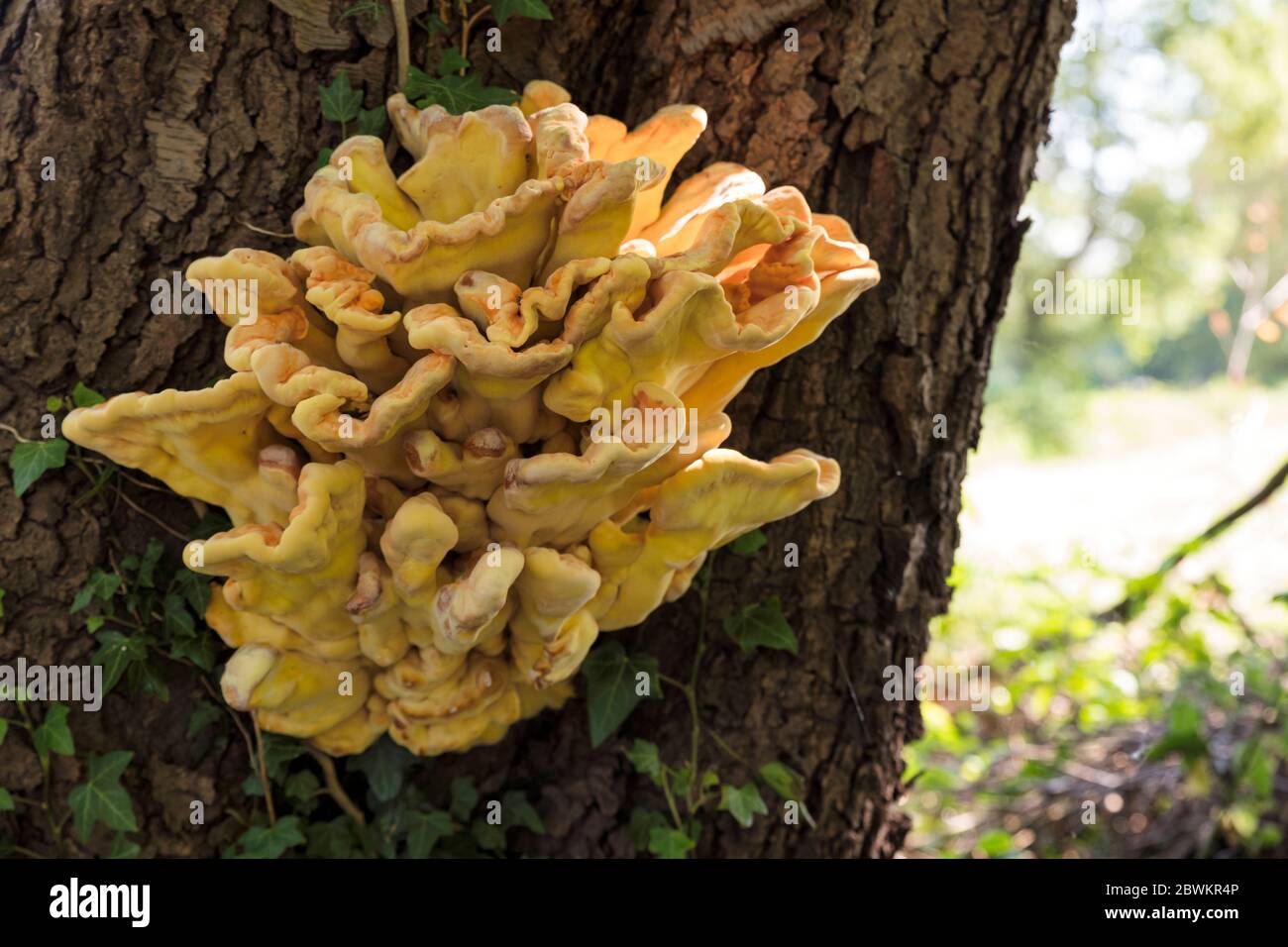 Tree Fungus Meripilus Giganteus Growing on a Tree in May in Holland Stock Photo