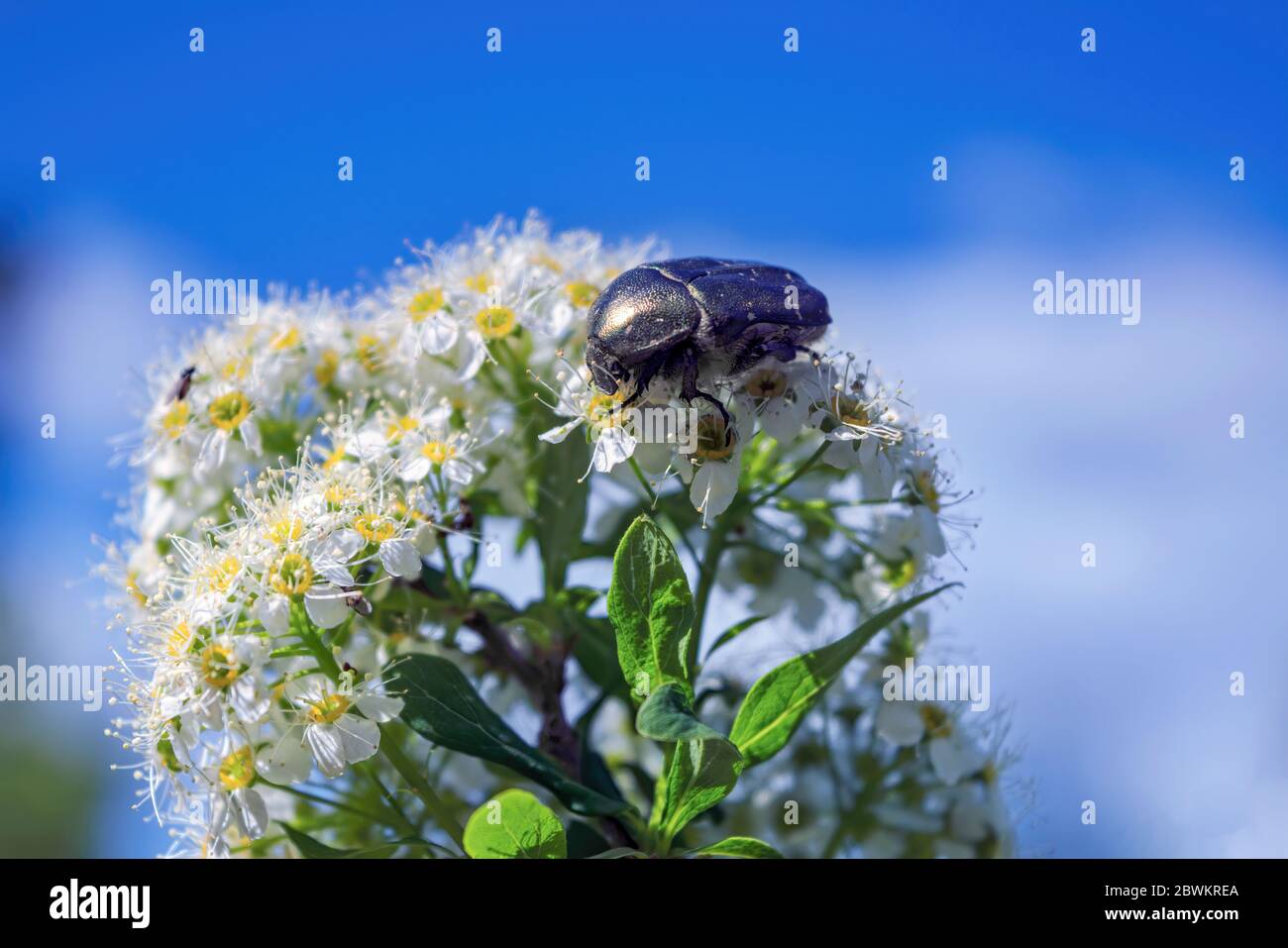 Macro shiny green beetle of a Scarab Cetonia seated on a white flower inflorescence. Stock Photo