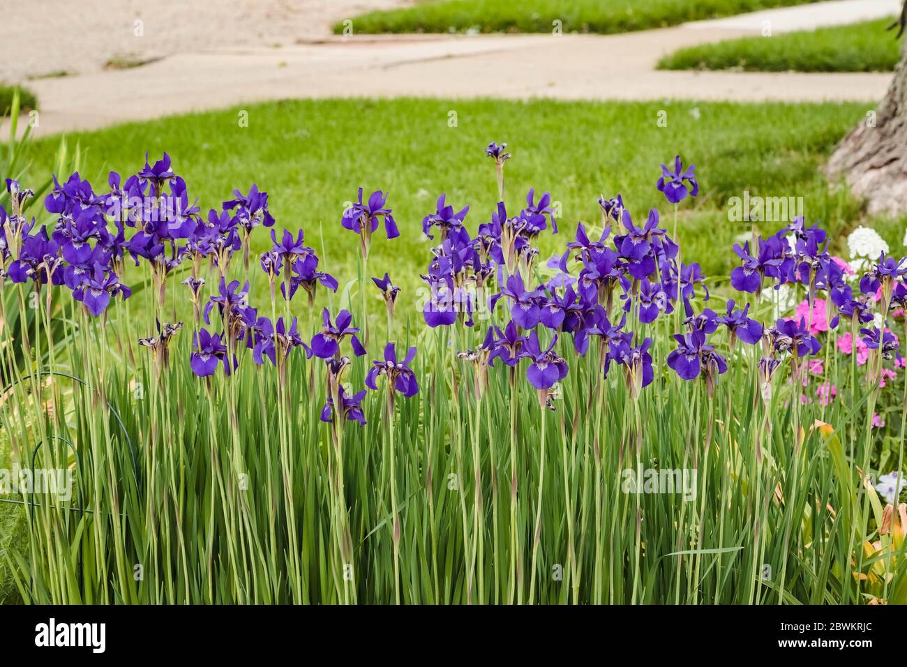 a small cluster of Japanese Iris blossoms in the morning light Stock Photo