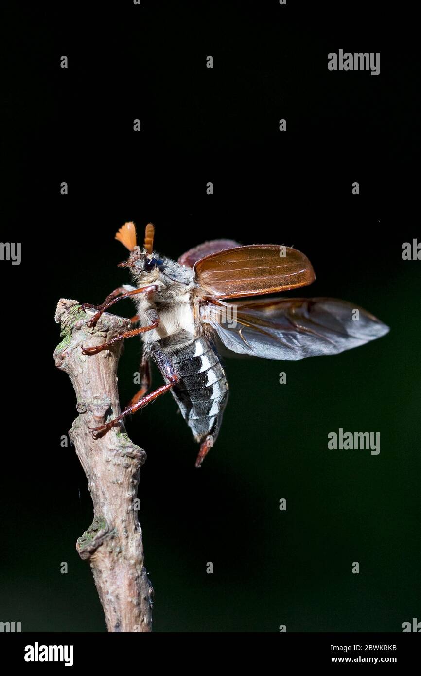 Common Cockchafer (Melolontha melolontha Stock Photo Alamy