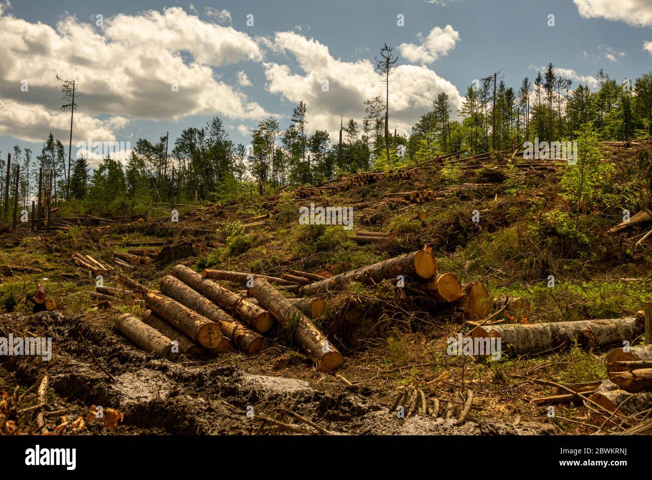Forest felling, environmental destruction and global warming, by storms. Fallen trees in coniferous forest after strong hurricane. Stock Photo
