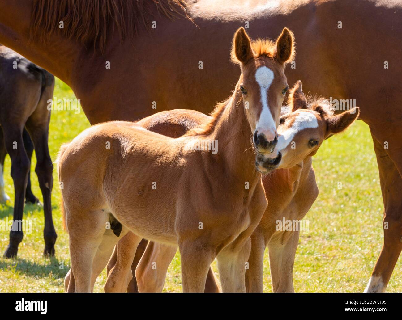 Two cuddling chestnut colored foals Stock Photo