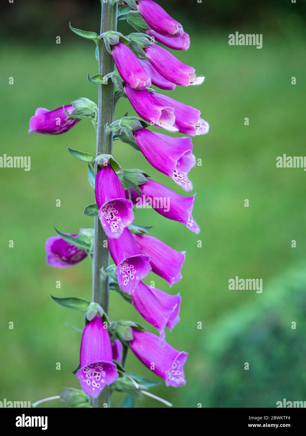 Close up of pink flowers on digitalis purpurea (foxglove plant) Stock Photo