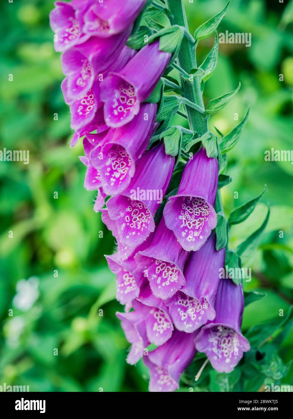 Close up of pink flowers on digitalis purpurea (foxglove plant) Stock Photo