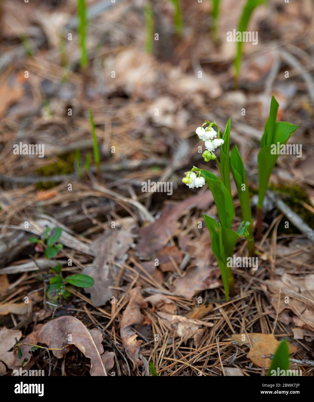 Lilies of the valley in the forest. Small white flowers with a fragrant smell. Lily of the