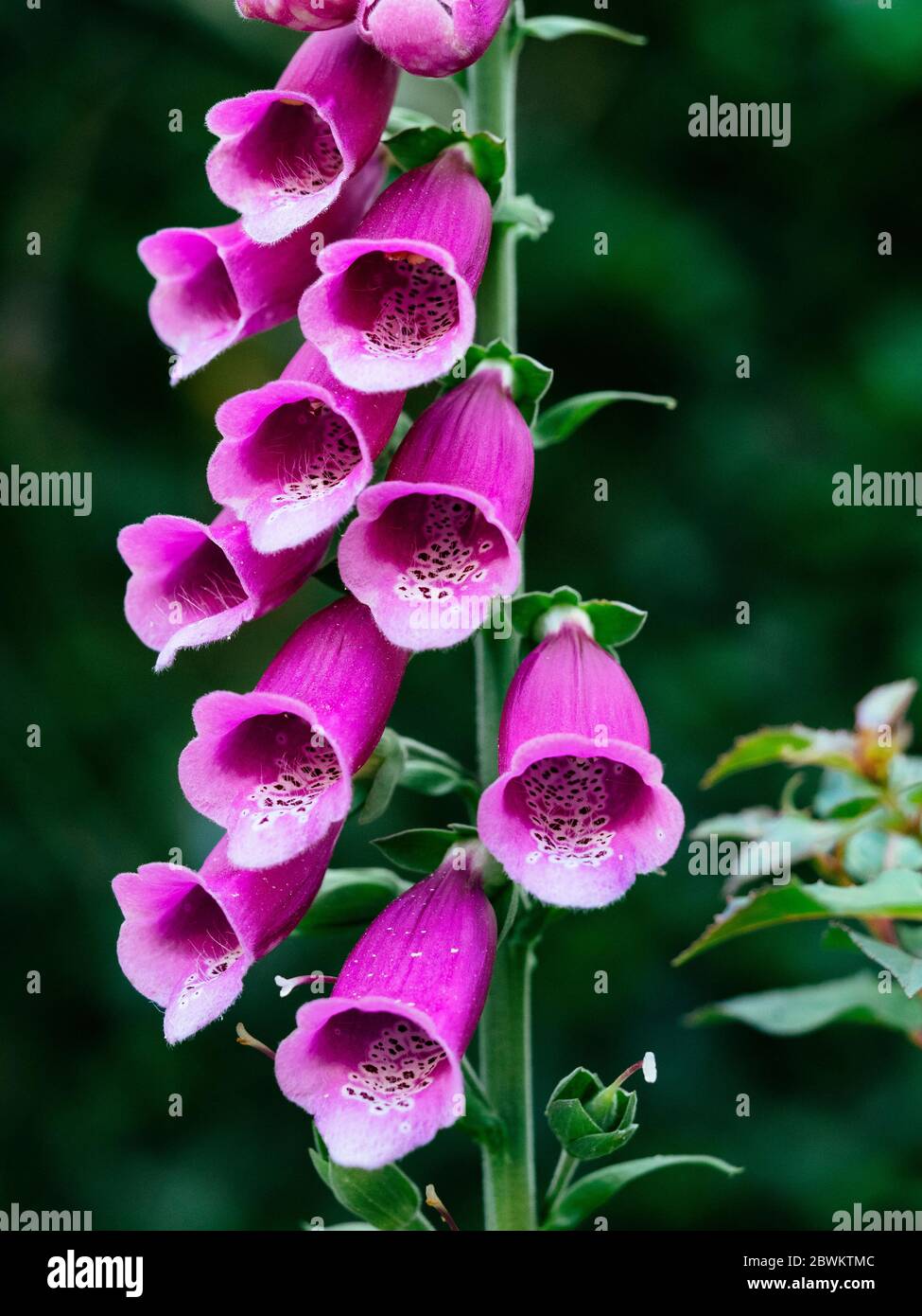 Close up of pink flowers on digitalis purpurea (foxglove plant) in garden Stock Photo