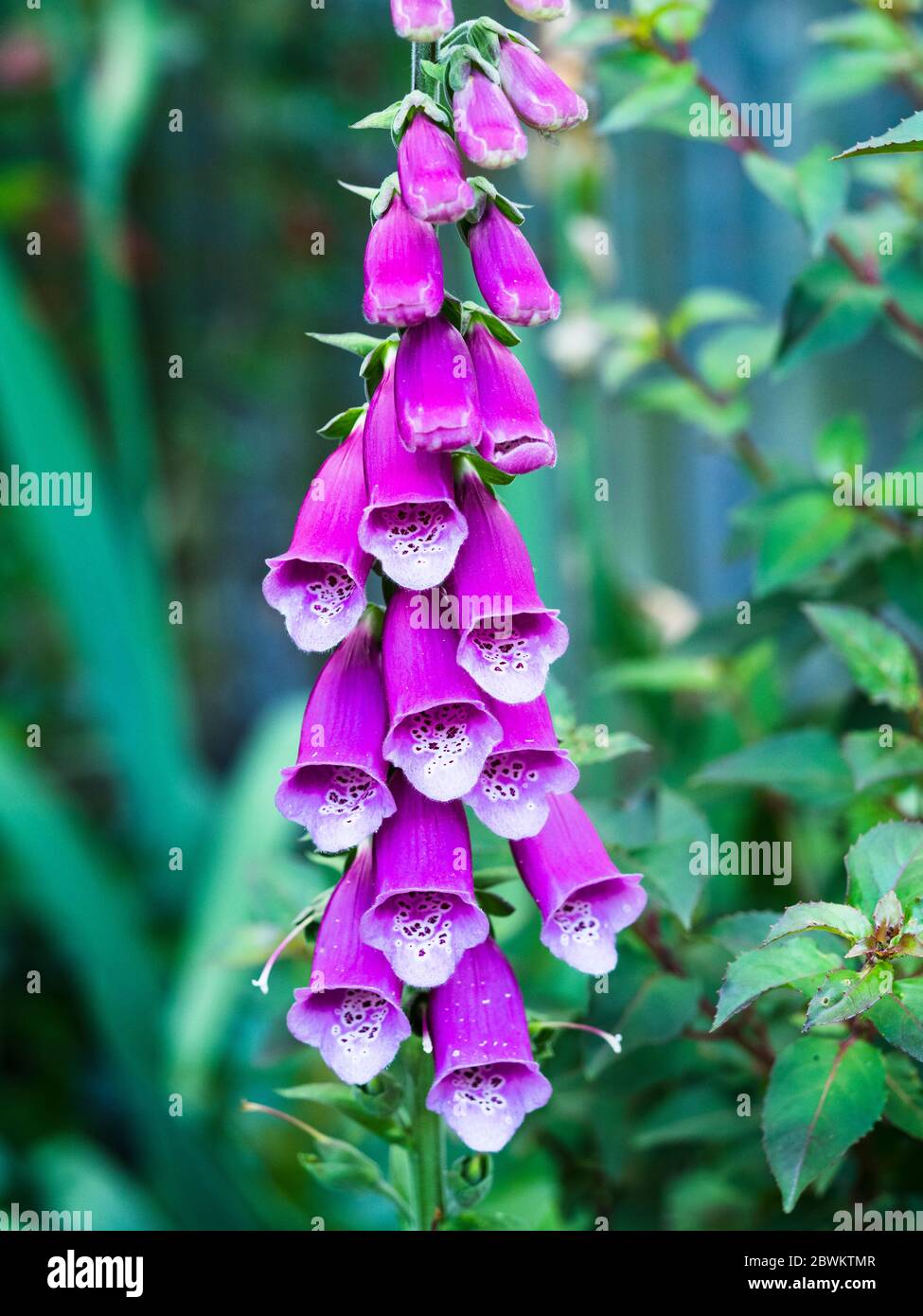 Close up of flowers on digitalis purpurea (foxglove plant) in garden Stock Photo