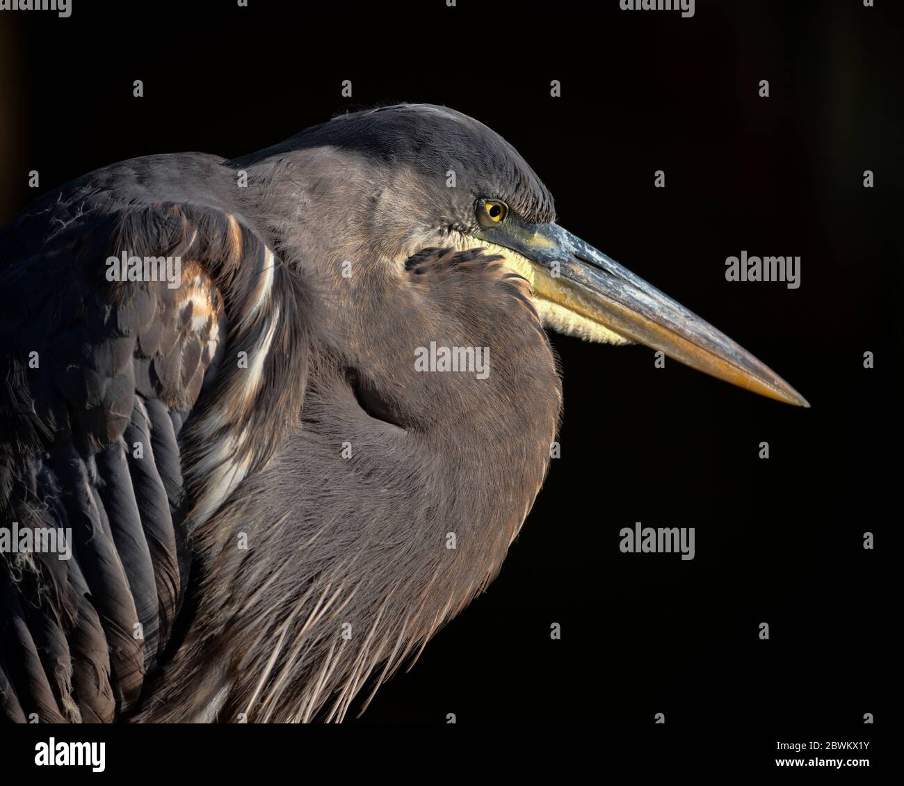 Portrait of an adult Great Blue Heron outdoors in a marsh in Spring in the very early morning hours - March 2020 Jacksonville JAX Florida USA Stock Photo