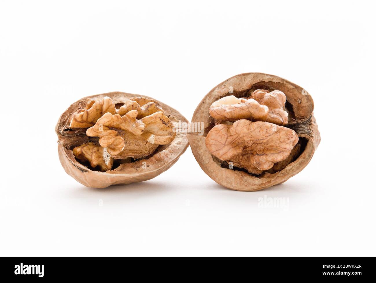 Walnut (fruit) In botany, the term walnut (or nut) is applied to an indehiscent, monosperm, dry fruit with a hard pericarp derived from an infamous ov Stock Photo