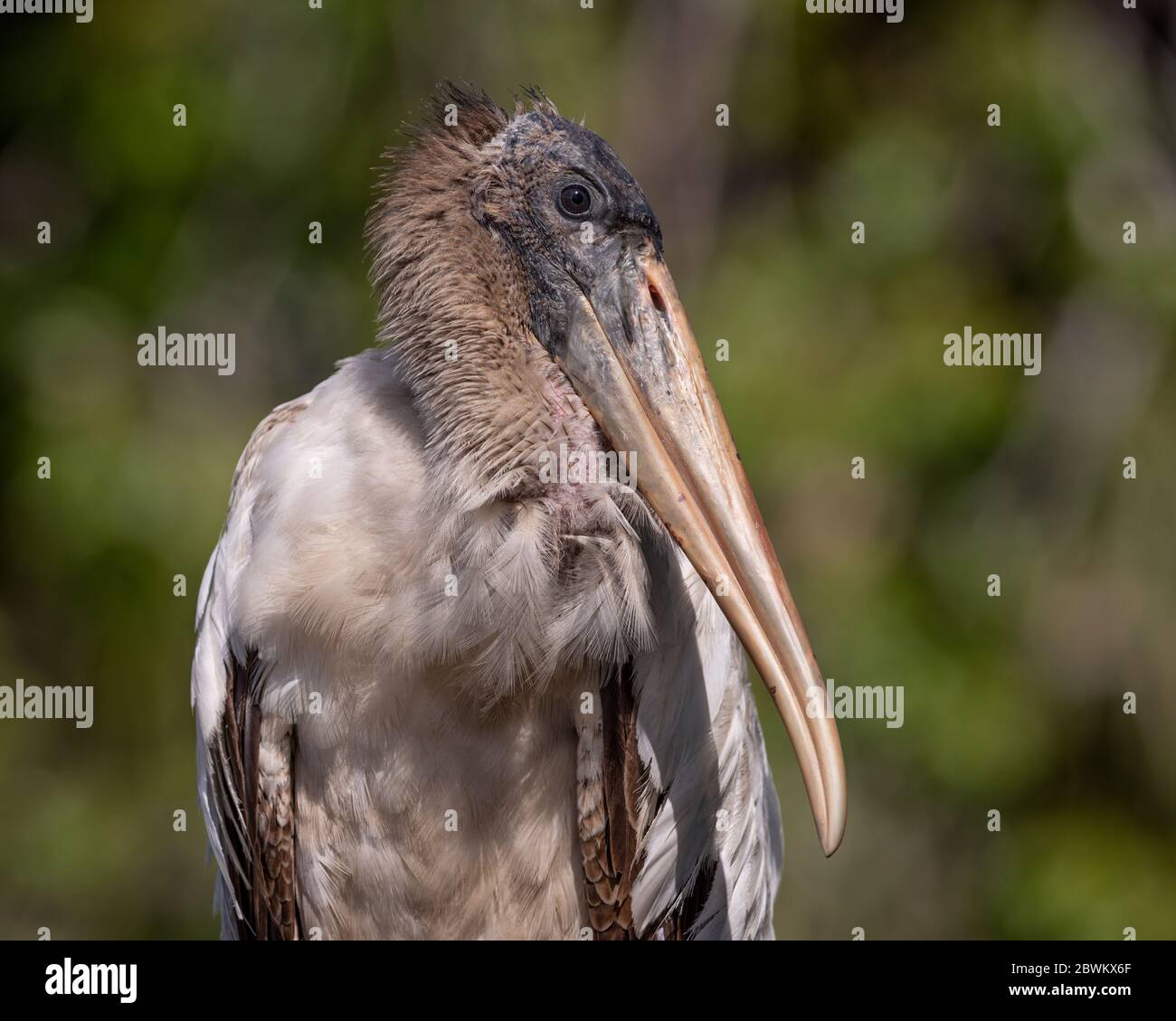 Profile View Portrait of a young immature Wood Stork in a swamp near a rookerie in Northern Florida Jacksonville area in March during nesting season Stock Photo